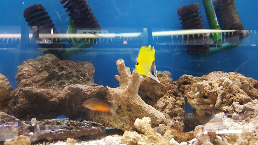 Tropical Fish Store «Two Turtles Pet Center», reviews and photos, 760 W Market St, Akron, OH 44303, USA