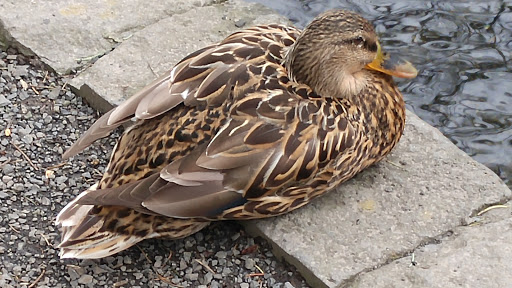 Golf Course «Eastmoreland Golf Course», reviews and photos, 2425 SE Bybee Blvd, Portland, OR 97202, USA