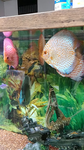 Tropical Fish Store «J B Tropical Fish», reviews and photos, 1950 N Black Horse Pike, Williamstown, NJ 08094, USA