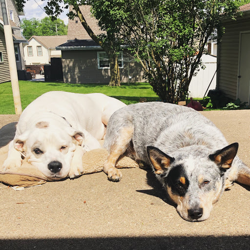 Invisible Fence of Dubuque
