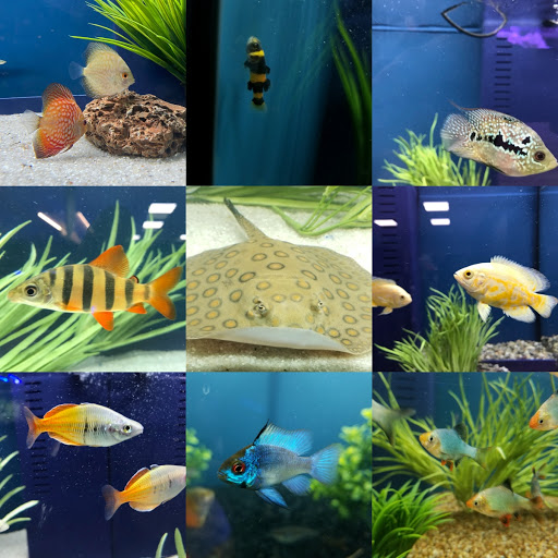 Tropical Fish Store «Aquarium Artisans», reviews and photos, 8005 Plainfield Rd #11, Cincinnati, OH 45236, USA
