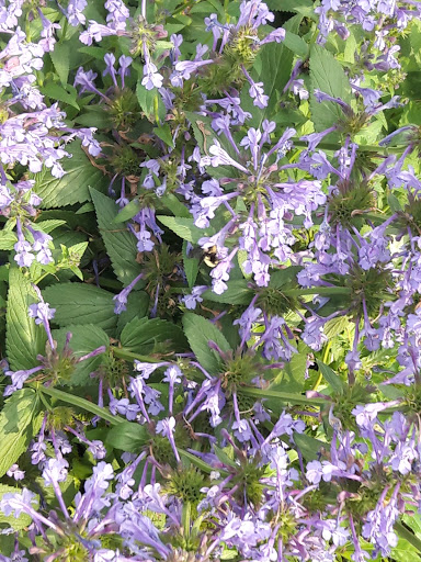 Golf Course «Harvard Gulch Golf Course», reviews and photos, 660 E Iliff Ave, Denver, CO 80210, USA