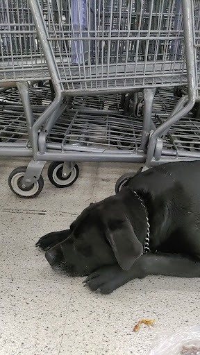 Supermarket «WinCo Foods», reviews and photos, 1920 Olympic St, Springfield, OR 97477, USA