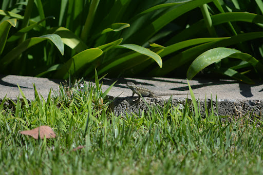 Auto Repair Shop «Automotive Excellence», reviews and photos, 35 Executive Ave #3, Rohnert Park, CA 94928, USA