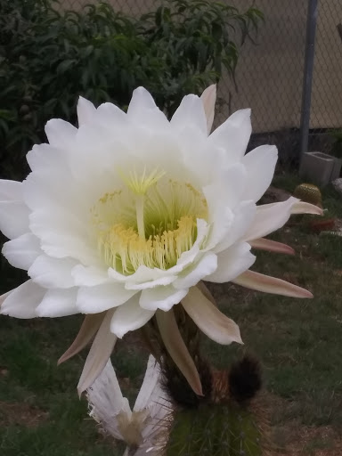 Fabric Store «Jo-Ann Fabrics and Crafts», reviews and photos, 1516 N Moorpark Rd, Thousand Oaks, CA 91360, USA