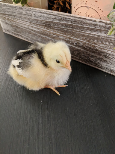 Animal Feed Store «Wilco Farm Store», reviews and photos, 3285 Commercial St SE, Salem, OR 97302, USA