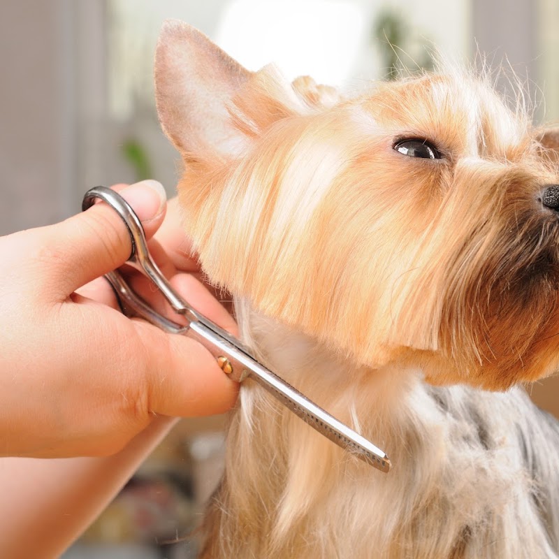 Wags & Whiskers Pet Salon