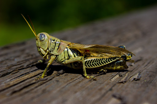 Nature Preserve «Audubon Center at Riverlands», reviews and photos, 301 Riverlands Way, West Alton, MO 63386, USA
