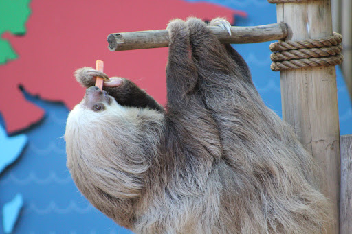 Zoo «Palm Beach Zoo & Conservation Society», reviews and photos, 1301 Summit Blvd, West Palm Beach, FL 33405, USA