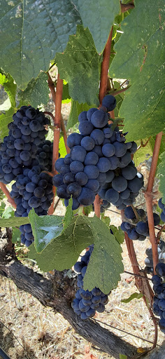 Winery «Schug Carneros Estate Winery», reviews and photos, 602 Bonneau Rd, Sonoma, CA 95476, USA