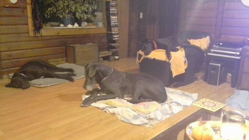 Paw Prints Dog Grooming