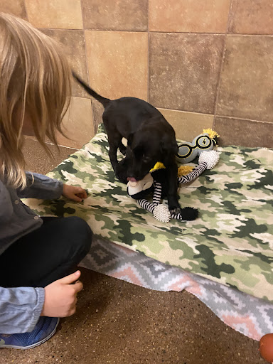 Pet Supply Store «PetSmart», reviews and photos, 1945 Pavilion Way, Lexington, KY 40509, USA