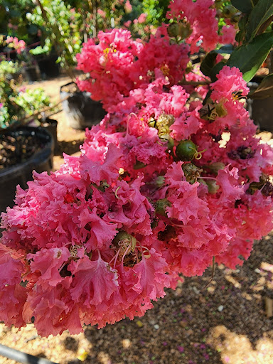 Landscaper «Wilson Landscape Nursery and Florist», reviews and photos, 14650 Bandera Rd, Helotes, TX 78023, USA