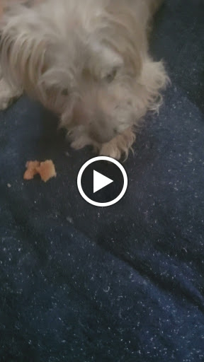 Pet Store «Just Puppies Inc», reviews and photos, 2004 Veirs Mill Rd, Rockville, MD 20851, USA