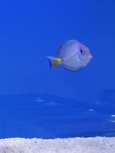 Pet Store «Odd Lot Pet Shop», reviews and photos, 7769 S Harlem Ave, Bridgeview, IL 60455, USA