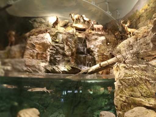 Sporting Goods Store «Bass Pro Shops», reviews and photos, 5160 Cherry Ave, San Jose, CA 95118, USA