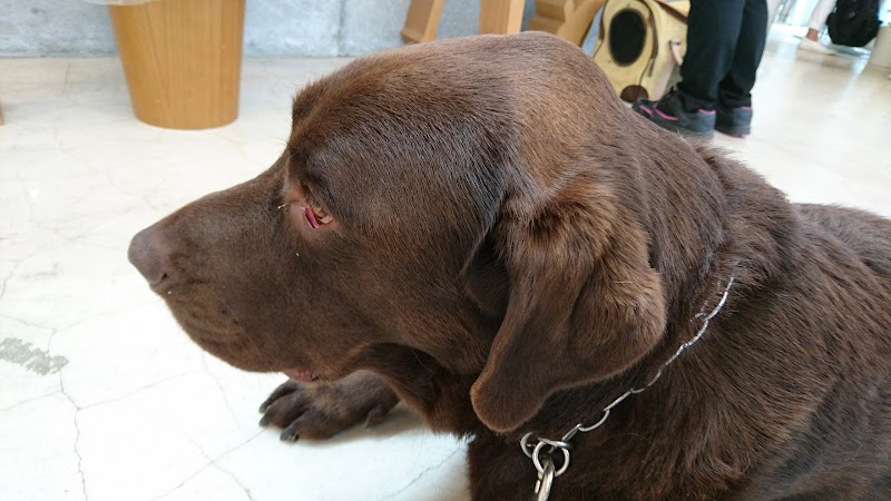 エビス動物病院 宮城県仙台市太白区西多賀 動物病院 グルコミ