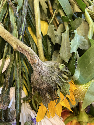 Gift Shop «Edible Arrangements», reviews and photos, 3710 Main St Suite #3, Bridgeport, CT 06606, USA