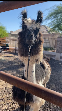 llama palooza ranch - Photo 4 - Car repair in Phoenix, AZ, Scottsdale