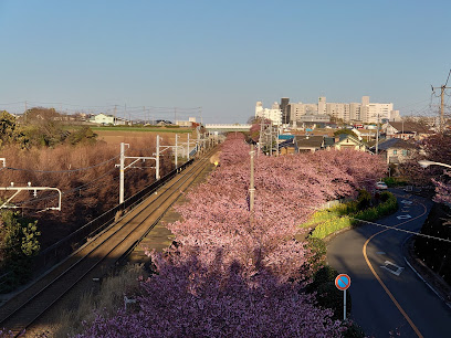 三浦海岸桜まつり駐車場