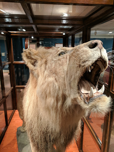 Museum «Lightner Museum», reviews and photos, 75 King St, St Augustine, FL 32084, USA