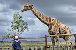 Giraffe House image