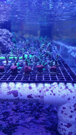 Tropical Fish Store «Advanced Marine Aquatics», reviews and photos, 1083 Willis Ave, Albertson, NY 11507, USA