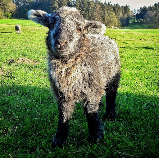 Dr. Ulrike Eyrich Tierarztpraxis weitergeführt von Ines Geilersdörfer Fachtierärztin für Kleintiere unter Hersbruck, Bayern