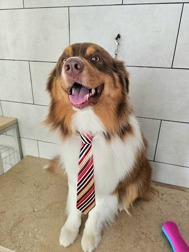 Pensioni per cani e dog hotel a Toelettatura All Pepita Wash