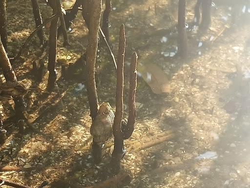 Thrift Store «Goodwill Donation Xpress», reviews and photos, 7800 South US Highway 17/92 #164, Casselberry, FL 32730, USA