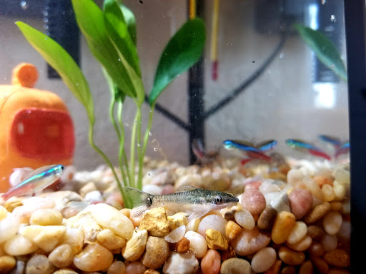 Pet Supply Store «PetSmart», reviews and photos, 130 Junction Drive, Glen Carbon, IL 62034, USA