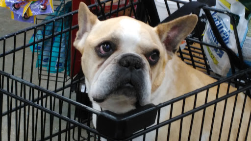 Pet Supply Store «Petco Animal Supplies», reviews and photos, 2824 Long Beach Rd, Oceanside, NY 11572, USA