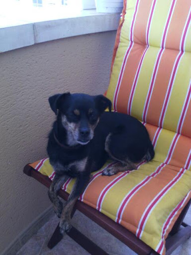 Clínica Veterinaria Maioris en Maioris, Illes Balears