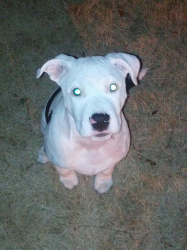 Dog Park «Perry Paw Dog Park», reviews and photos, 9033 Honeygo Blvd, Perry Hall, MD 21128, USA