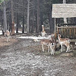 Photo n° 3 de l'avis de Gilles.i fait le 28/03/2022 à 17:39 pour Parc Animalier des Angles en Capcir à Les Angles