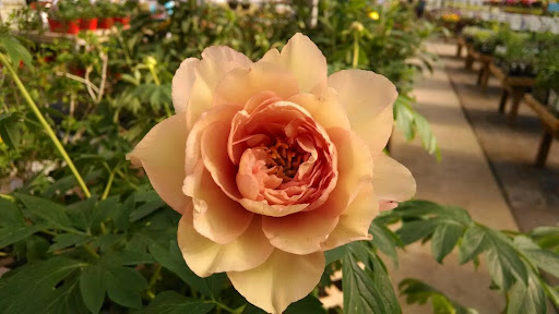 Florist «Key Blooms Inc Retail», reviews and photos, 11034 S Sprinkle Rd, Vicksburg, MI 49097, USA