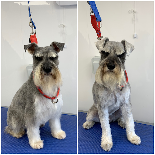 13 reviews of Mutts and Style Dog Grooming (Dog trainer) in Doncaster