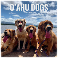 O'ahu Dogs - Photo 1 - Car repair in , Honolulu