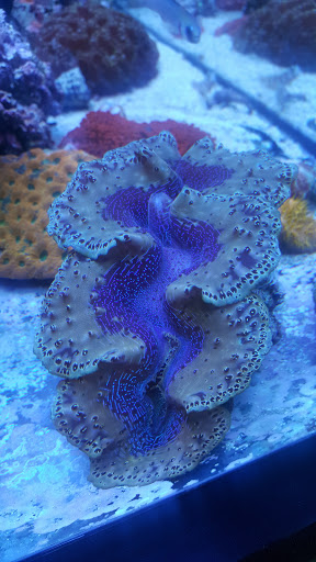 Tropical Fish Store «Aquatic Treasures», reviews and photos, 3211 N Tenaya Way #107, Las Vegas, NV 89129, USA