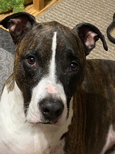 Pet Supply Store «The Pet Beastro», reviews and photos, 27637 John R Rd, Madison Heights, MI 48071, USA