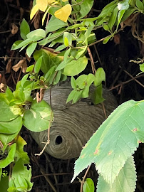 Tapout Termite & Pest Control - Photo 3 - Car repair in Jersey City, NJ, Newark