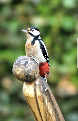 Photos des visiteurs Ferienwohnung Amselgarten 15907 Lübben