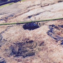 San Bernardino Pest Control - Photo 4 - Car repair in , San Bernardino