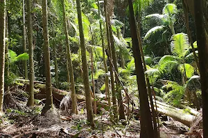 Mount Tamborine Rainforest Walk image