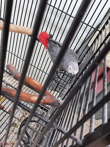 Pet Store «Adventure Birds of Bon Aqua», reviews and photos, 9600 TN-46, Bon Aqua, TN 37025, USA