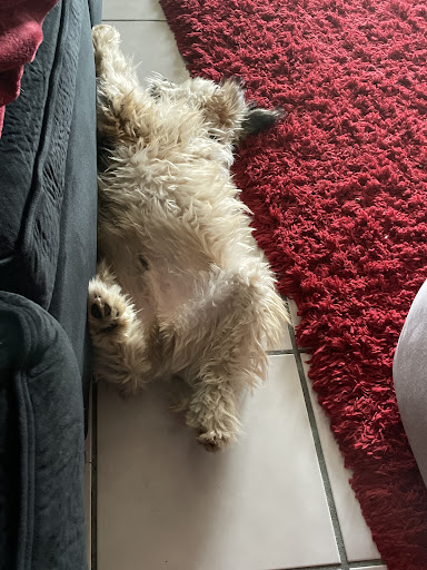 Pet Store «Animal Kingdom», reviews and photos, 5000 S Arizona Mills Cir, Tempe, AZ 85282, USA