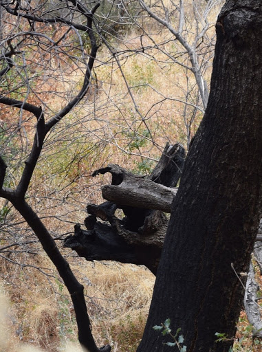 Nature Preserve «UC Davis - Stebbins Cold Canyon Natural Reserve», reviews and photos, CA-128, Winters, CA 95694, USA