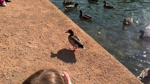 Recreation Center «Rio Vista Recreation Center», reviews and photos, 8866 W Thunderbird Rd, Peoria, AZ 85381, USA