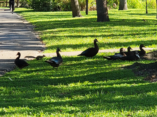 Park «Lowry Park», reviews and photos, 7525 North Blvd, Tampa, FL 33604, USA