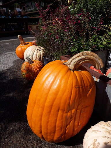 Plant Nursery «Orchard Nursery and Florist», reviews and photos, 4010 Mt Diablo Blvd, Lafayette, CA 94549, USA